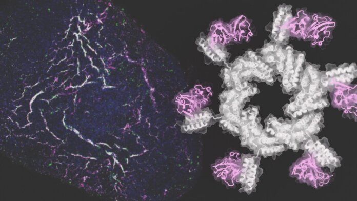 Scientists created AI-generated proteins and tested them in the creation of blood vessel cells from stem cells.