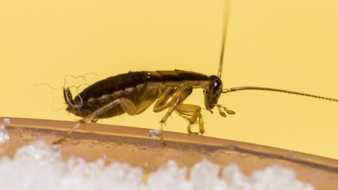 Scientists are making cyborg cockroaches for search and rescue operations.