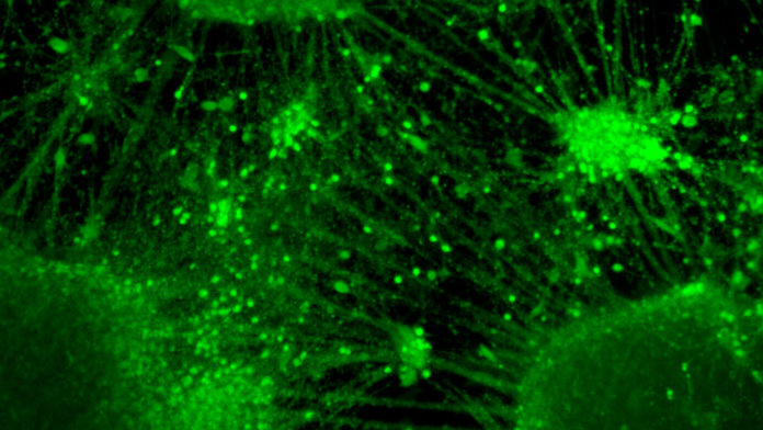 neural network formation by Jun Takahashi neuroscience